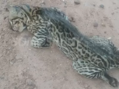Ocelote