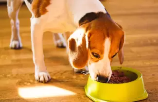 perro-comiendo