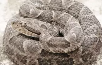 falsa-yarara