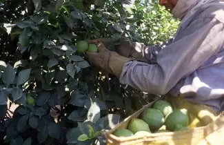 trabajadores-rurales