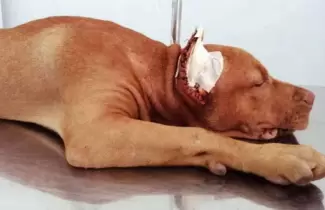 animales-mutilados