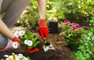 plantas-flores-