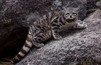 gato-andino