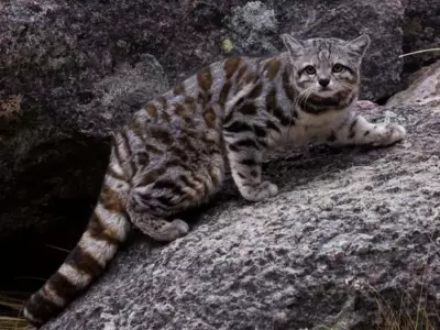 gato-andino