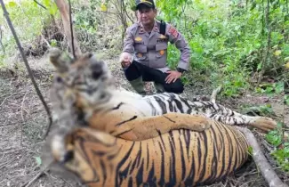 tigres-indonesia-
