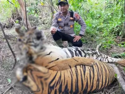 tigres-indonesia-