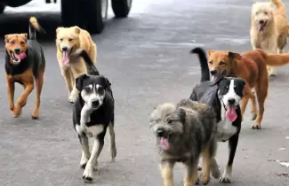 perros