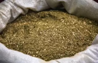 yerba-mate
