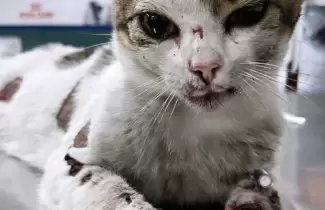 gato-maltratado