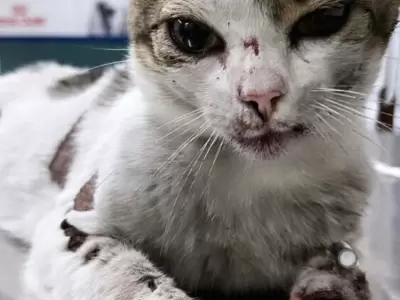 gato-maltratado
