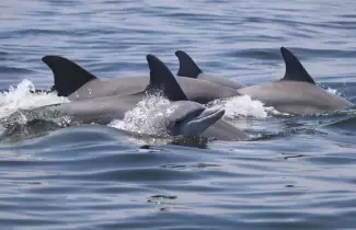 DELFINES-