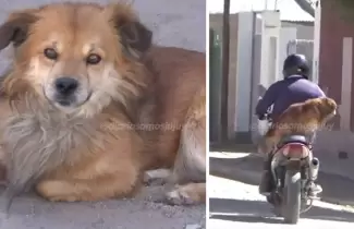perro-motquero-de-Abra-Pampa
