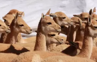 Vicunas