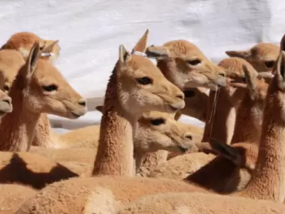 Vicunas