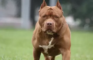 pitbull-1