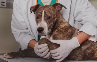 veterinario-perro