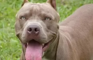 pitbull