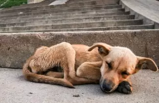 perro-maltrato-animal