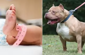 Pitbul