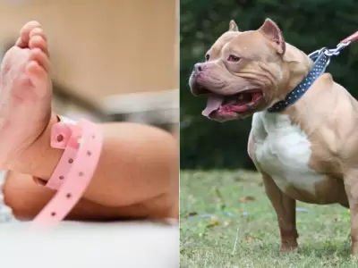 Pitbul