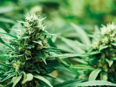 cannabis