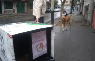 cuchitas-perros-casitas-construidas-material-reciclado-