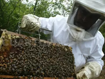 produccion-de-miel-apicultor
