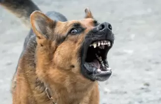 perro