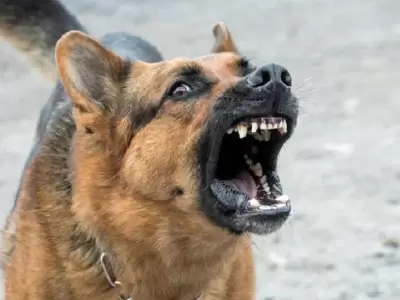 perro