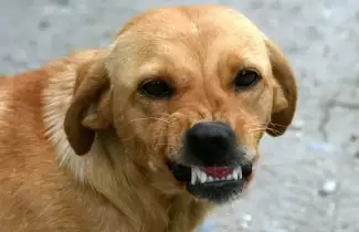 perro-