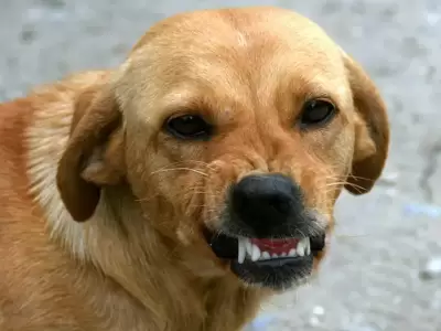 perro-