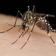 Rige un alerta epidemiológico en el Ramal por los 3 mil casos de dengue que hay en Bolivia
