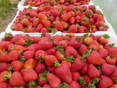 Frutilla