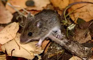 rata-hantavirus
