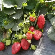 Heladas afectan la producci�n de frutilla en El Carmen: estiman una p�rdida del 40% de la cosecha