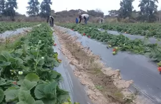 frutilla-produccion-productores