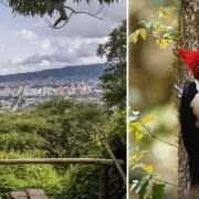 Rodeados de naturaleza: este viernes habrá caminata nocturna en el Parque Botánico de San Salvador