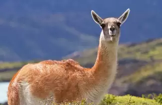 guanaco-
