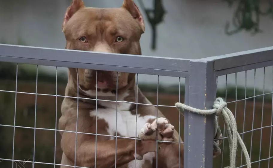perro-pitbull
