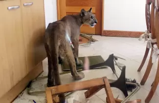 puma-casa