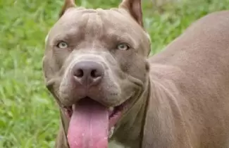 perro-pitbull-1