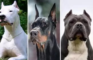 perro-de-raza-fuerte