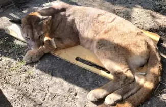 puma-3