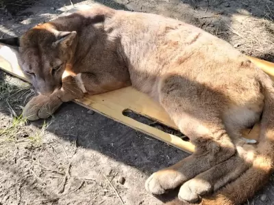 puma-3