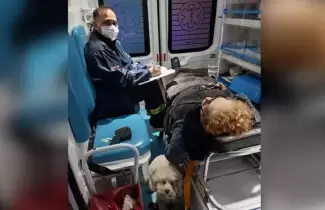 ambulancia-perro