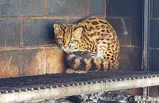 felino1