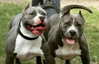 pitbulls-