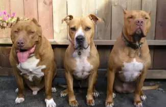 pitbulls