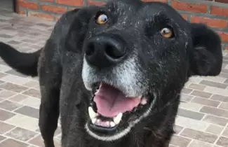 lucky-perro-los-alisos-
