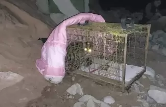 LIberacion-gato-silvestre